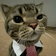 MarketCat (MC) token icon