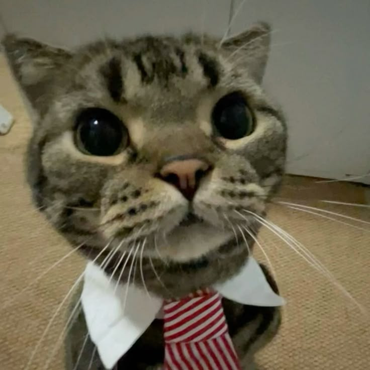 MarketCat (MC) token icon