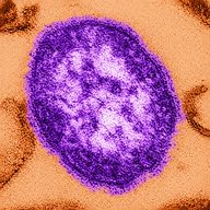 Measles (MEASLES) token icon