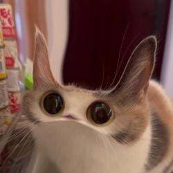 MEEP CAT (MEEP) token icon