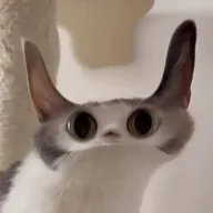 Meepcat (MEEPCAT) token icon