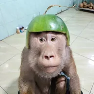 Melon Monkey (MEKEY) token icon