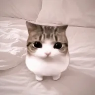 Meowpin (MEOWPIN) token icon