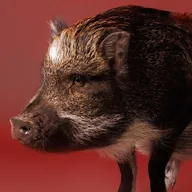 Merlin The Pig (MERLIN) token icon