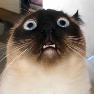Merv the Cat (MERV) token icon