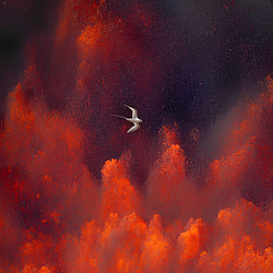 Koa’e Kea (MESSENGER) token icon