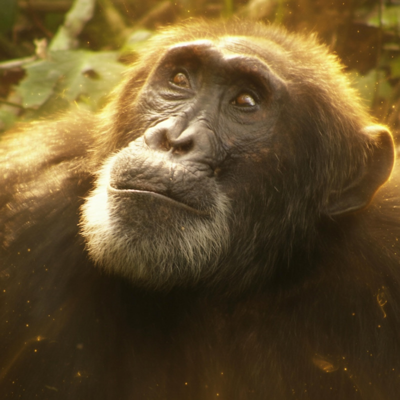 The Ngogo Giant (MILES) token icon