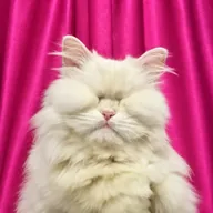 Moet the Blind Cat (MOET) token icon