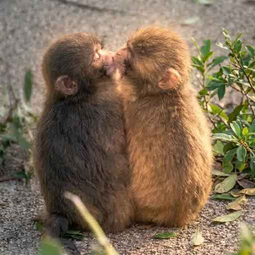 モモちゃん (MOMOCHAN) token icon