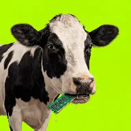 Memory cow Moo (MOO) icon