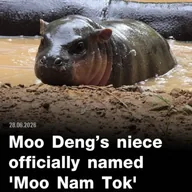 MOO NAM TAK (MOONAMTAK) token icon