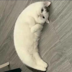 Mooncat (MOONCAT) token icon