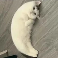 Mooncat (MOONCAT) token icon