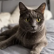 Moritz The Grok Cat (MORITZ) token icon