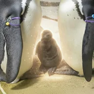 Mort (MORT) token icon