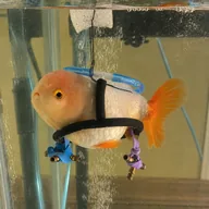 The Wheelchair Fish (MRSUE) token icon