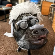 Merlin The Pig (MTP) token icon