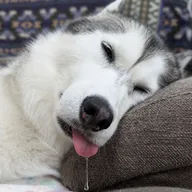 drooling dog (NAGI) token icon