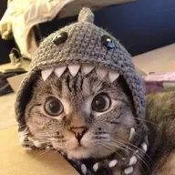 Nala the Cat (NALA) token icon
