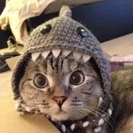 Shark Cat (NALA) token icon