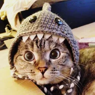 NALA Cat (NALA) token icon