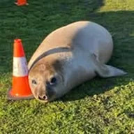 Neil the Seal (NEIL) token icon