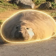 Neil the Seal (NEIL) token icon