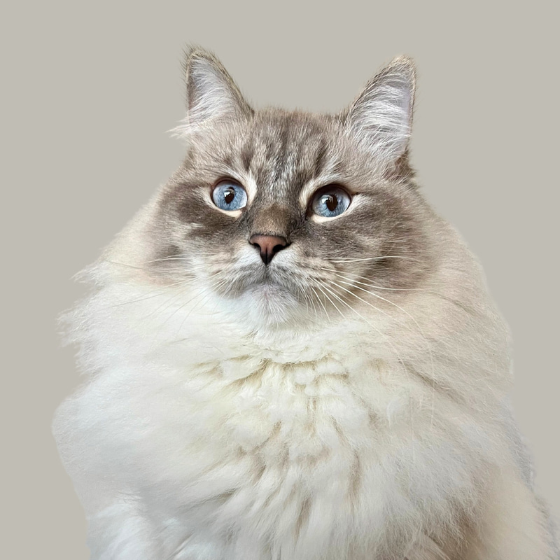 Nimbus (NIMBUS) token icon