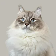 Nimbus (NIMBUS) token icon