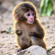 Nina The Monkey (NINA) token icon