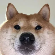 NEAR INU (NINU) token icon