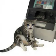 No Cash Cat (NOCASHCAT) token icon