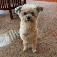 Noel the Two Legged Dog (NOEL) token icon
