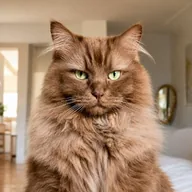 Norman Cat (NORMAN) token icon