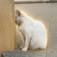 Numb Cat (NUMB) token icon