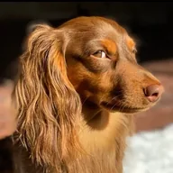 King Odie (ODIE) token icon