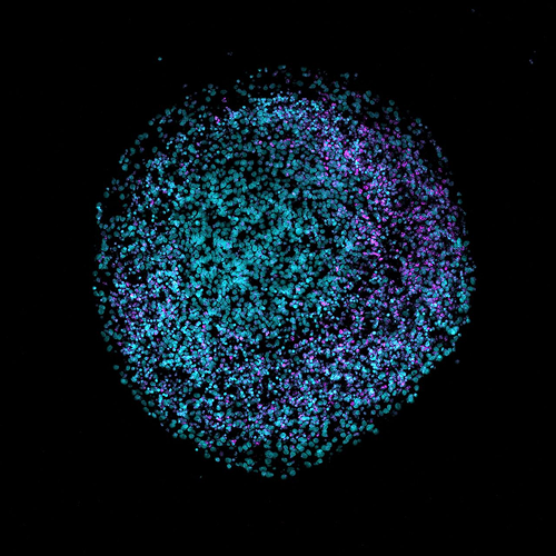 Organoid Intelligence (OI) token icon