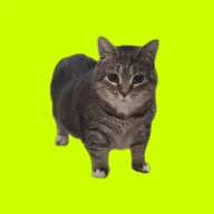 Spinning Cat (OIIA) token icon