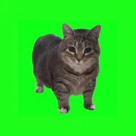 Spinning Cat (OIIA) token icon