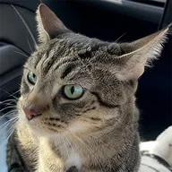CYBERCAT (OLIVER) token icon