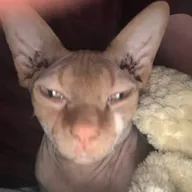 Levi's Cat Oliver (OLIVER) token icon
