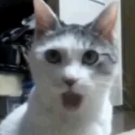 OMG Cat (OMGCAT) token icon