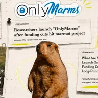 OnlyMarms (ONLYMARMS) token icon