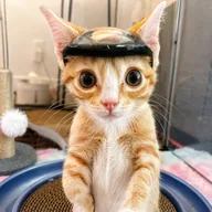 The Helmet Cat (OTTER) token icon