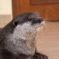 Ottermoka (OTTERMOKA) token icon