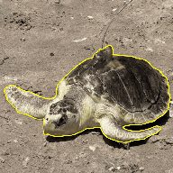 Pancake the sea turtle (PANCAKE) token icon
