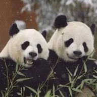 Ping Ping and Fu Shuang (PANDAS) token icon