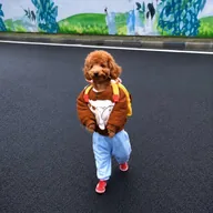 dogwifpants (PANTS) token icon