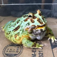 Frog Eats $13m Ledger (PAUL) token icon