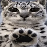 paws at you (PAWS) token icon